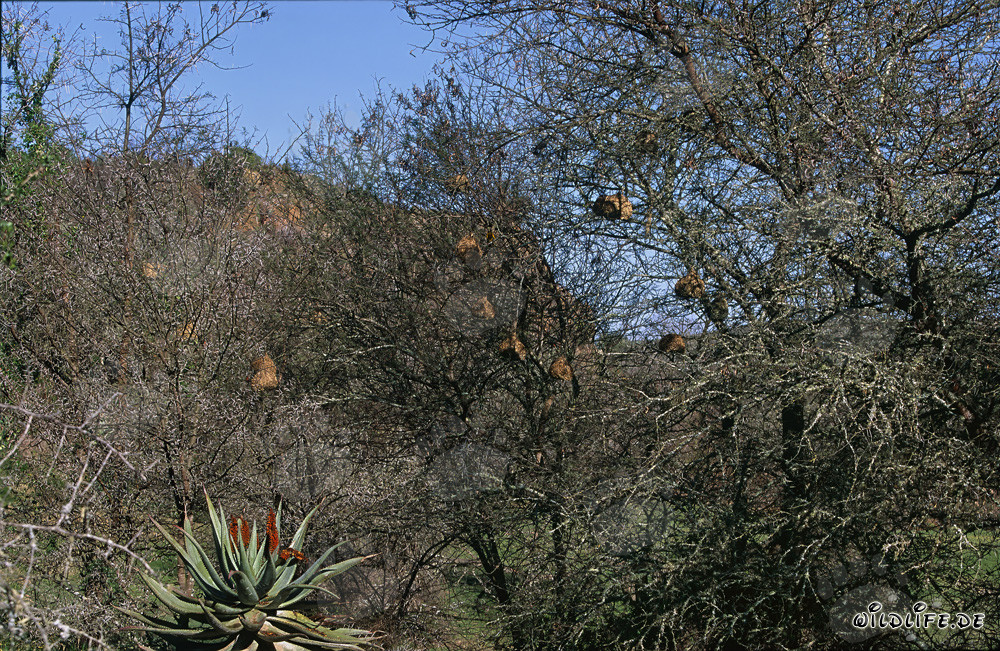 Colonie fascinante de tisserins du Cap dans le parc national de Bontebok, Afrique du Sud