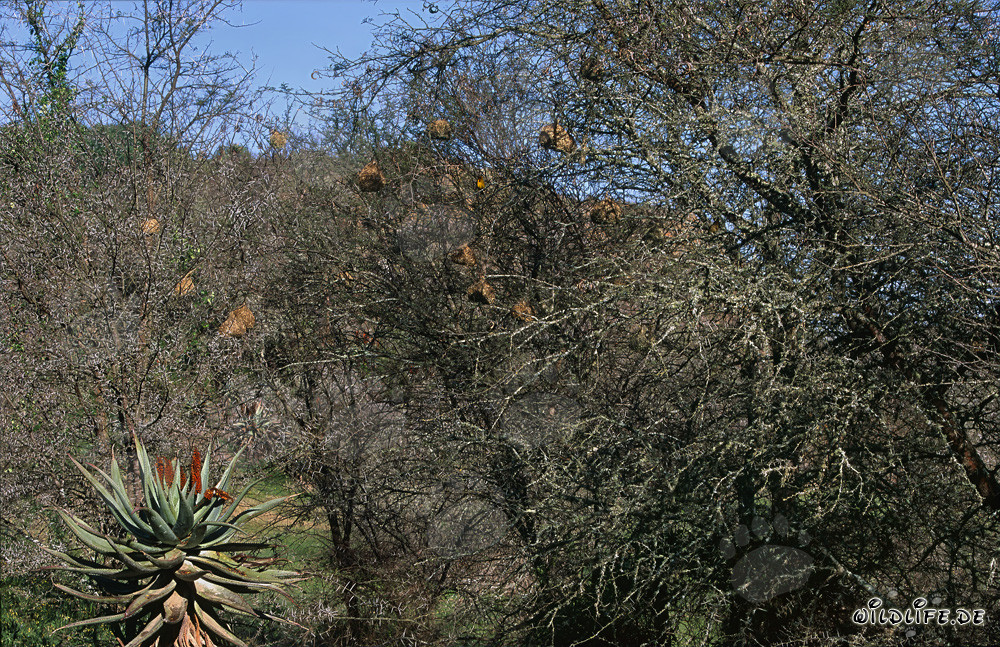 Living in a Colony: The Cape Weaver Bird
