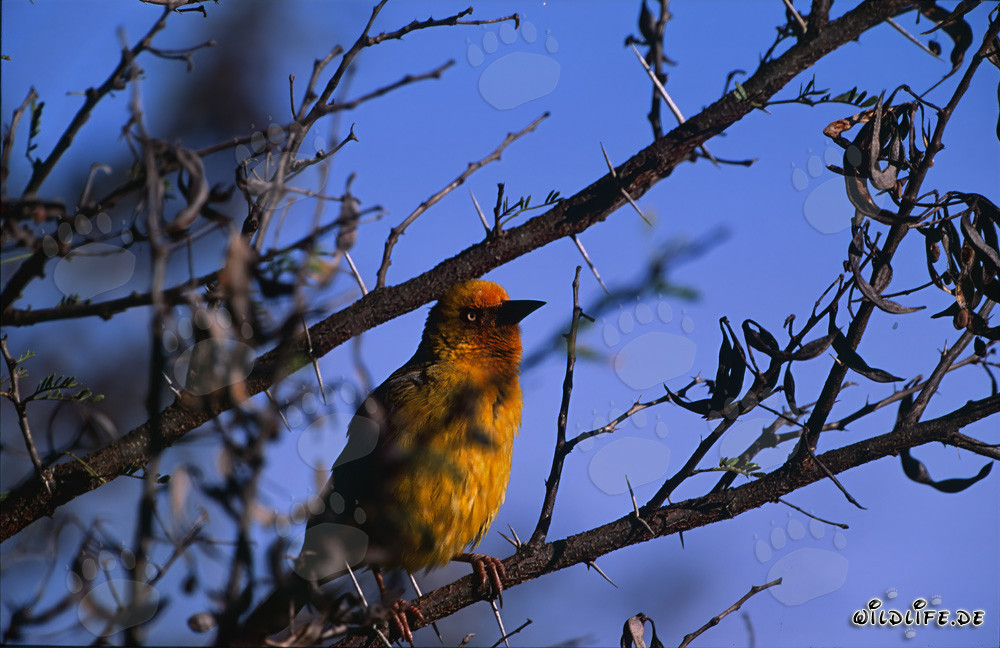 Cape Weaver Bird perched majestically on a branch