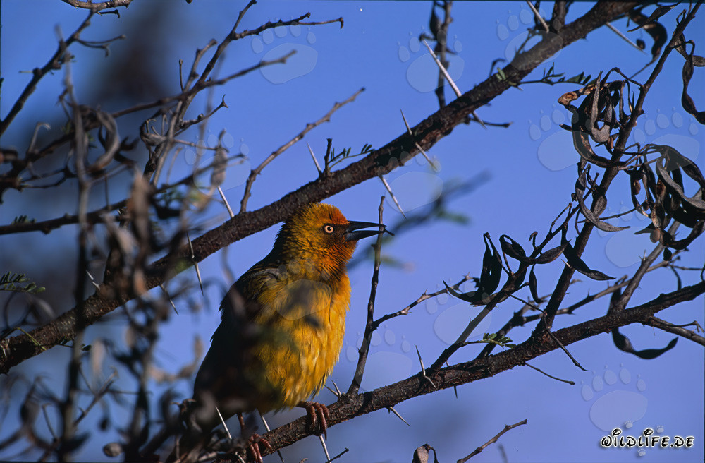 Cape Weaver Bird on a tree in Bontebok National Park, South Africa