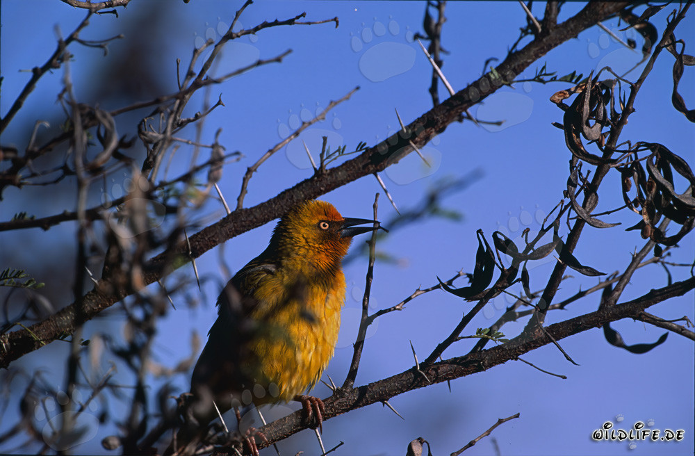 Oiseau tisserand du Cap sur un arbre dans le parc national de Buntebok en Afrique du Sud