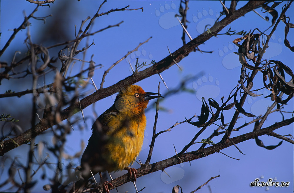 Pájaro tejedor del Cabo en un árbol en el Parque Nacional de Buntebok en Sudáfrica