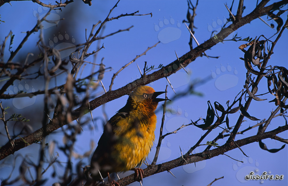Cape Weaver in Bontebok National Park, South Africa