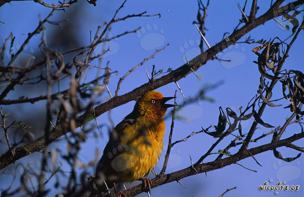 Pájaro tejedor del Cabo en el Parque Nacional Bontebok, Sudáfrica