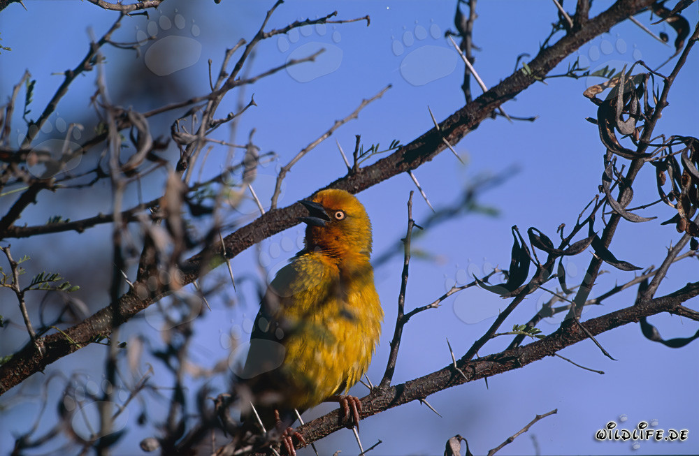Pájaro tejedor del Cabo - Maestro arquitecto de la naturaleza