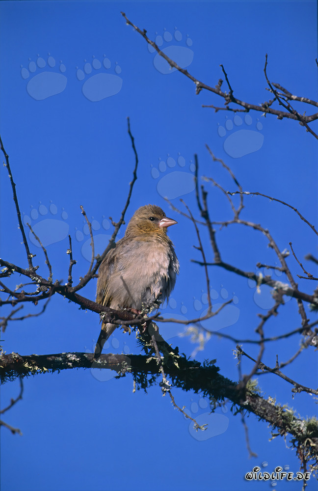 Sociable Cape Weaver Building its Nest in South Africa