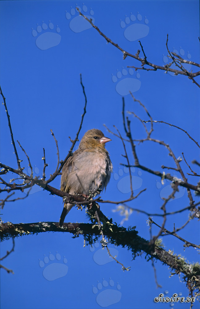 Kap-Webervogel