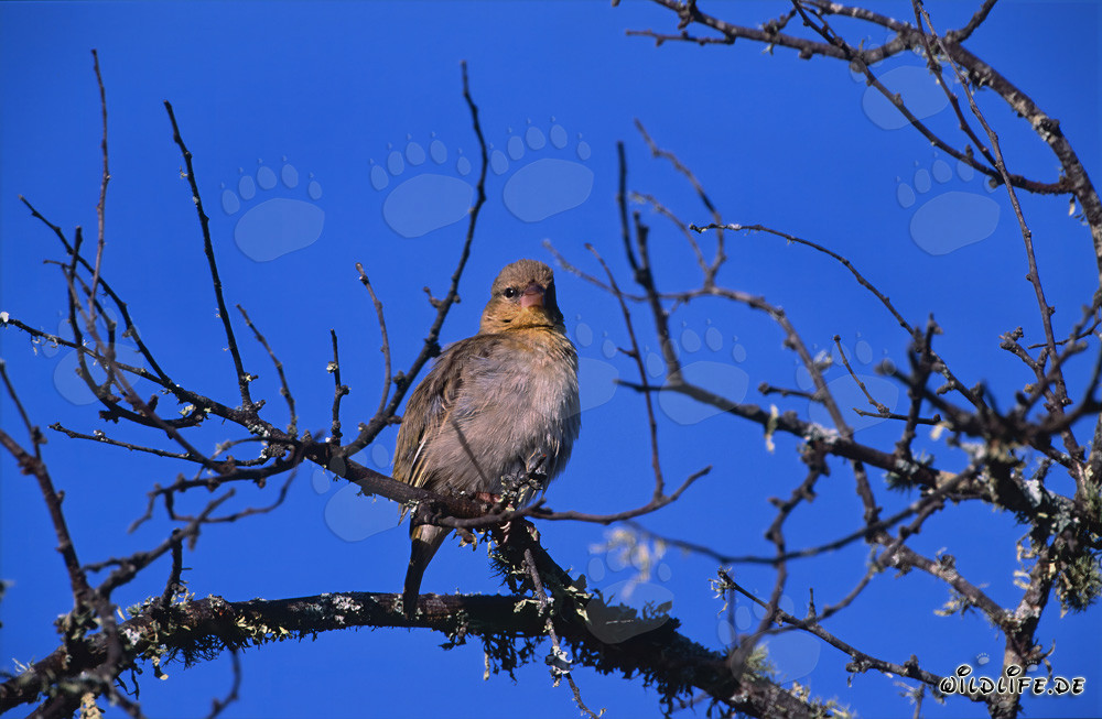 Fascinating Cape Weaver Bird in the Sunlight