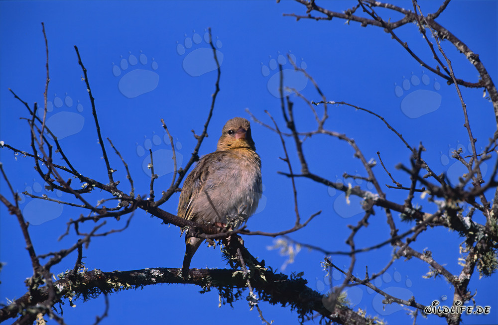 Fascinant oiseau tisserin du Cap sous la lumière du soleil