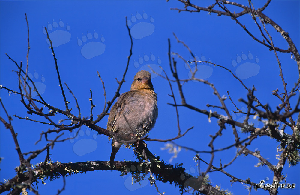 Fascinante pájaro tejedor del Cabo bajo la luz del sol