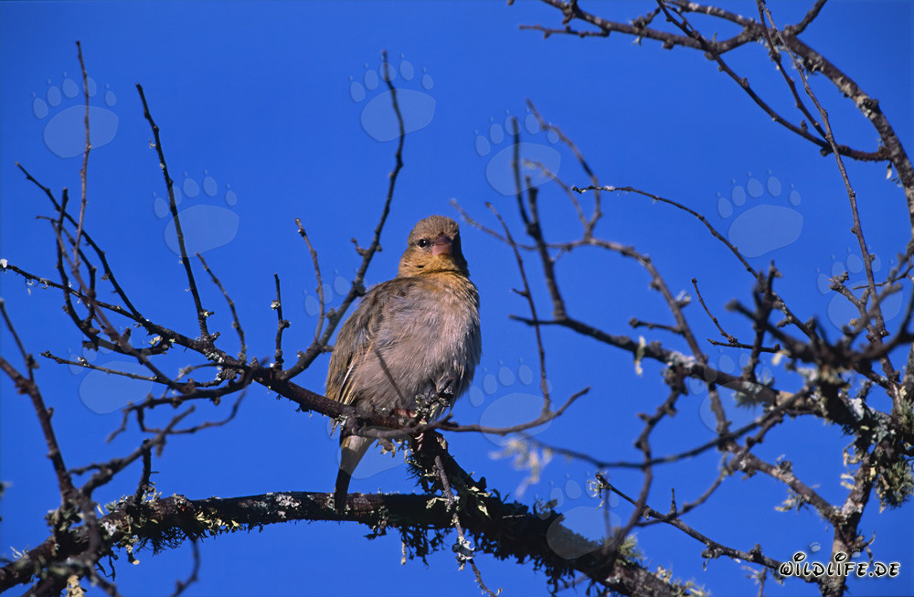 Affascinante uccello tessitore del Capo alla luce del sole