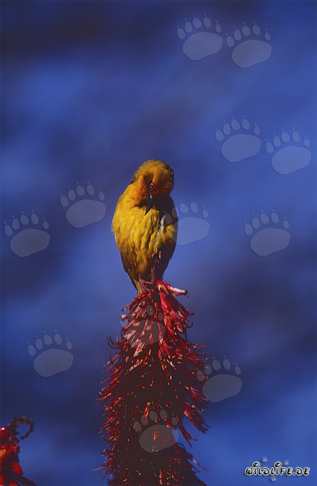 Cape Weaver with a top spot