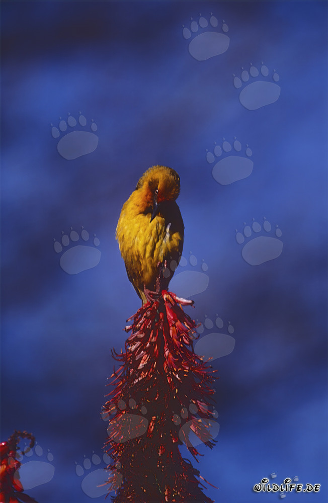 Pájaro tejedor del Cabo con un lugar destacado