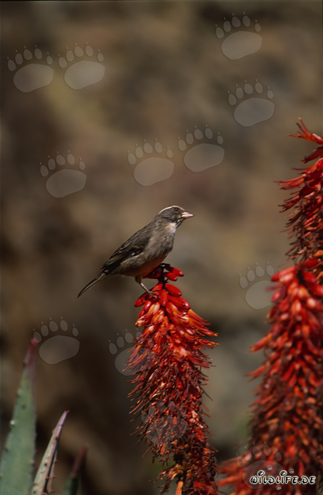 Oiseau tisserand du Cap sur une fleur d'aloès