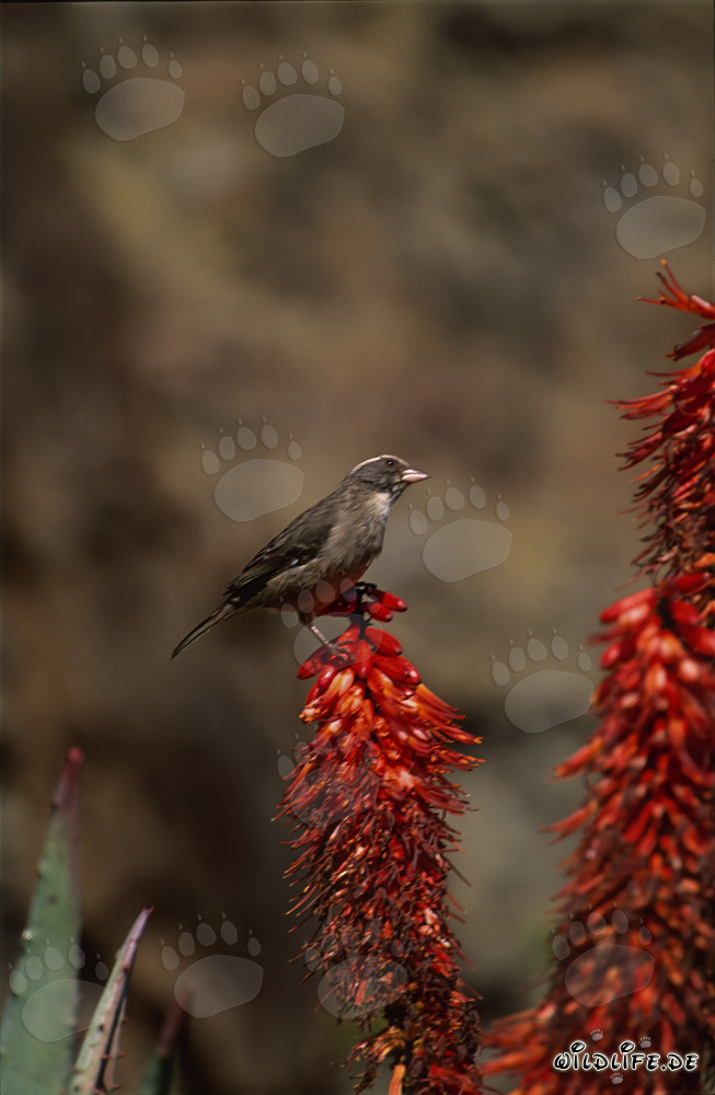 Pájaro tejedor del Cabo en una flor de aloe