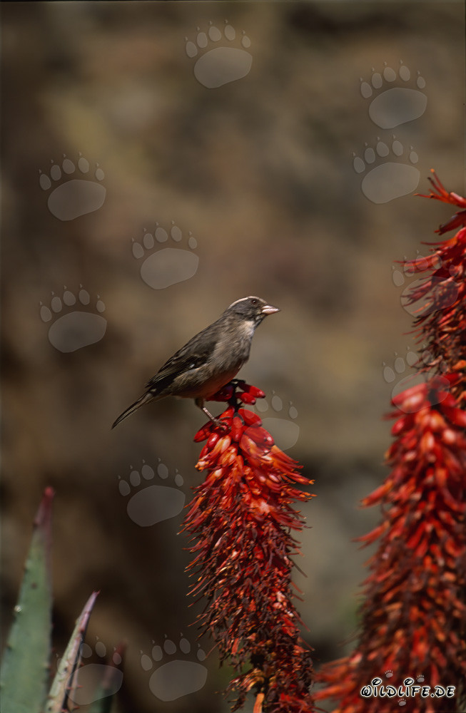 Uccello tessitore del Capo su un fiore di aloe