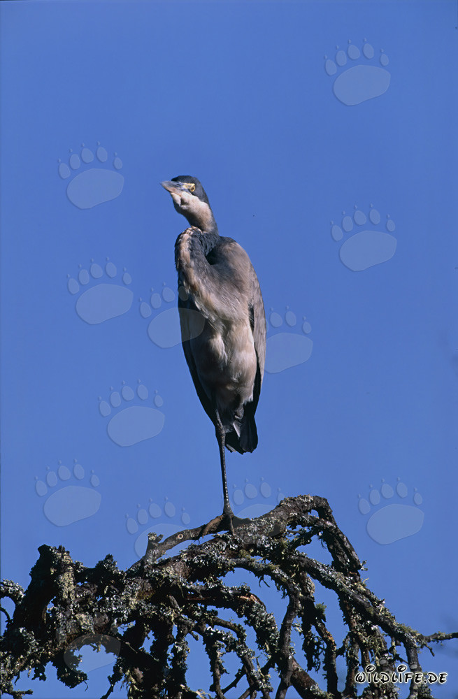 Majestic Black-headed Heron on a tree in Bontebok National Park, South Africa