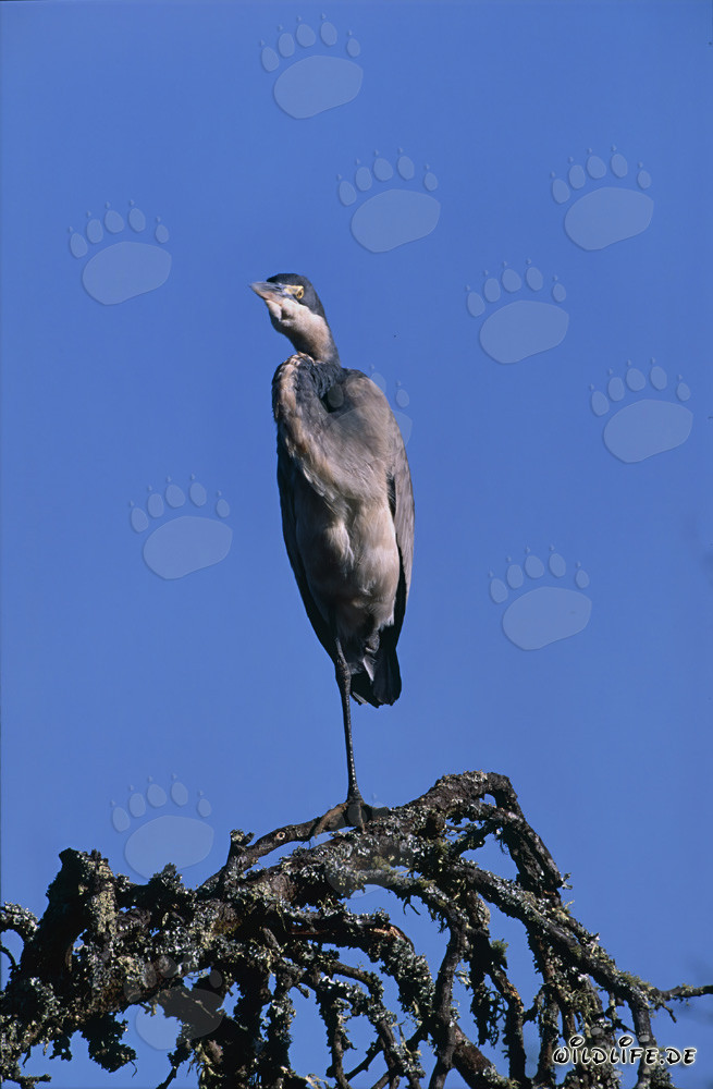 Schwarzhalsreiher