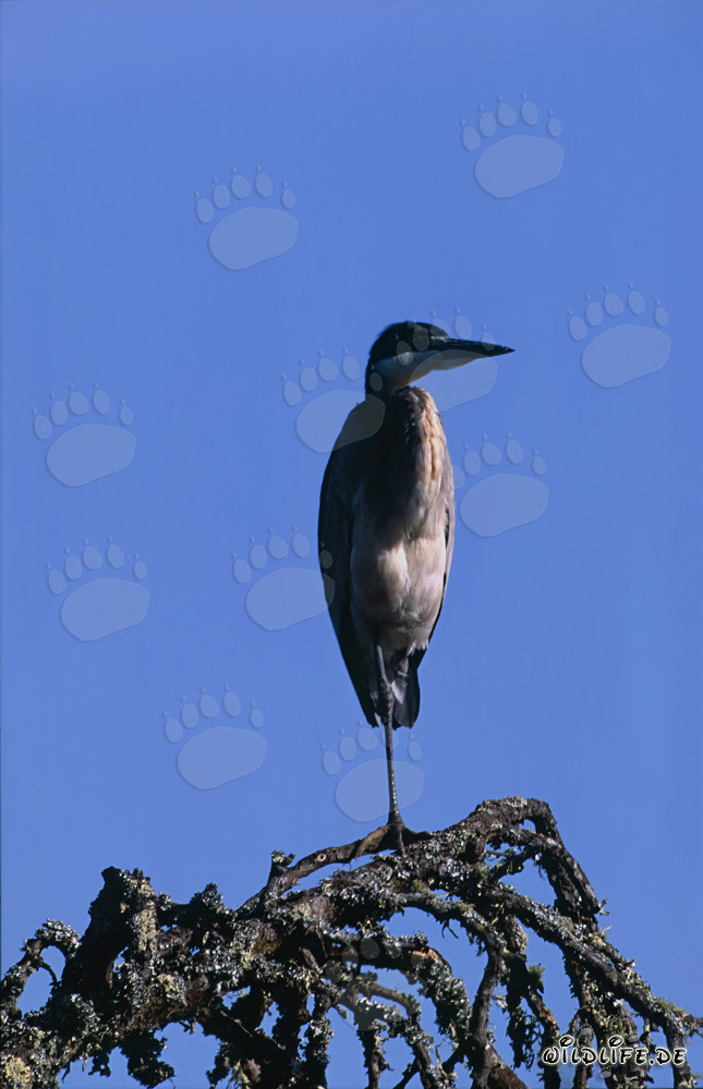Black-headed Heron observing its surroundings in Bontebok National Park