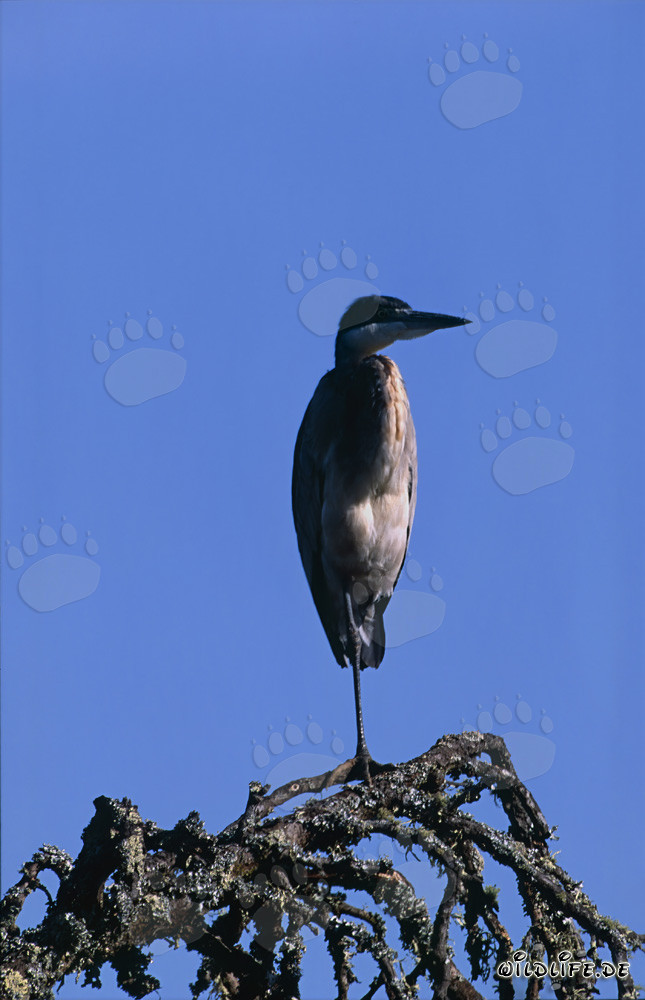 Schwarzhalsreiher