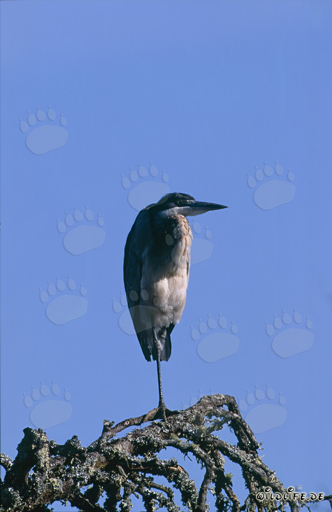 Schwarzhalsreiher