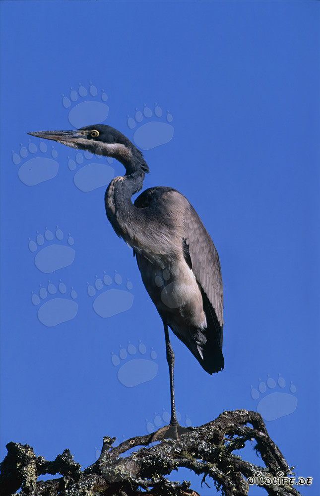 Black-headed Heron observing its surroundings in Bontebok National Park, South Africa