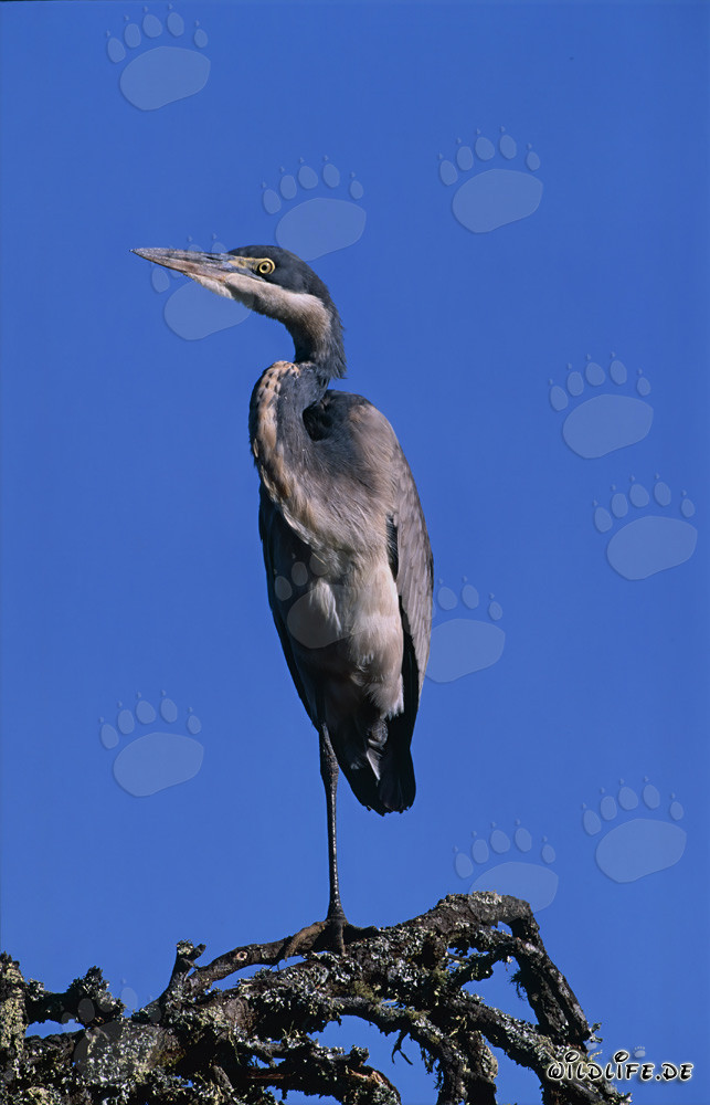 Black-headed Heron lurking in silence