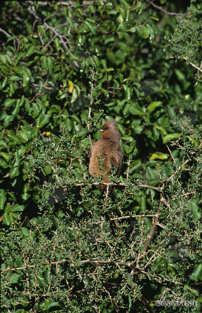 Braunflügelmausvogel