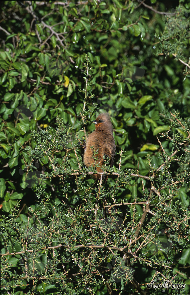 Oiseau-souris à ailes brunes sur un buisson épineux