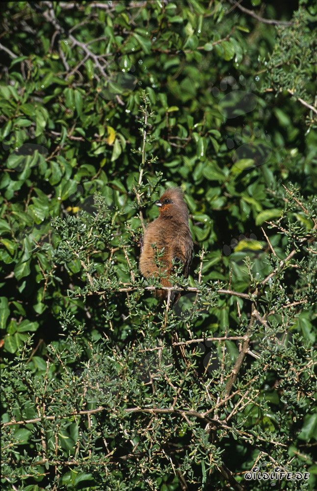 Speckled Mousbird on Thorny Scrub