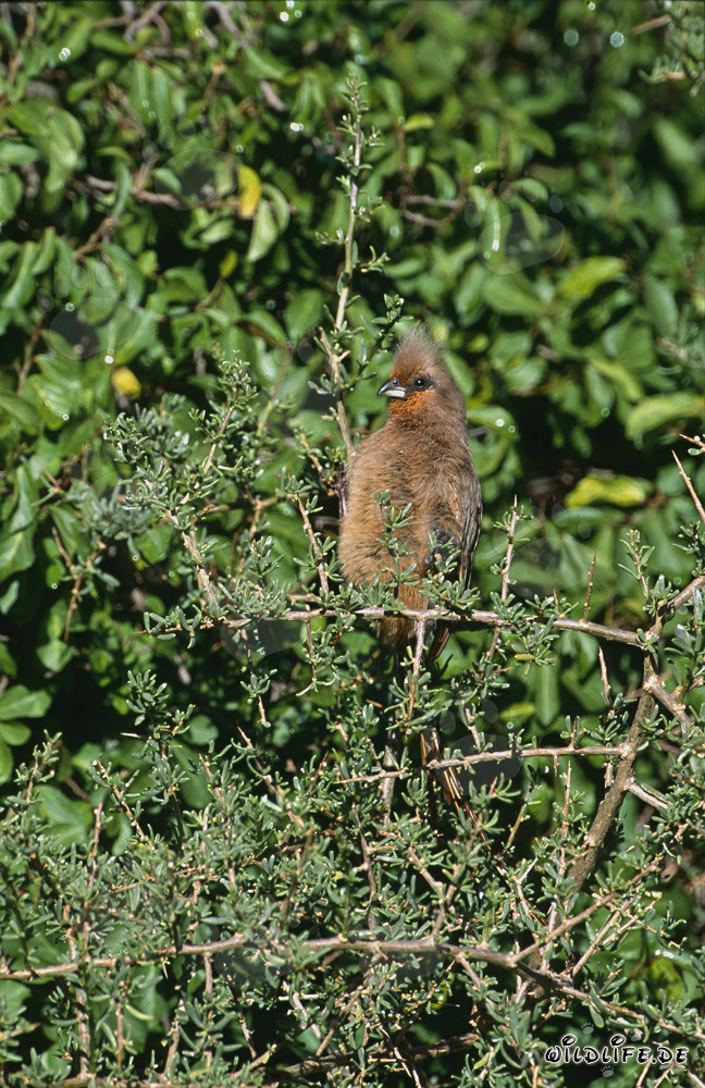 Braunflügelmausvogel