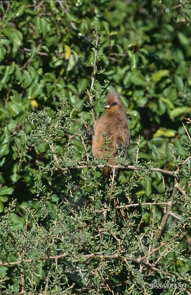 Oiseau-souris à ailes brunes dans les buissons denses d'Afrique