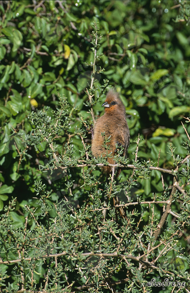 Speckled Mousebird in Dense African Undergrowth