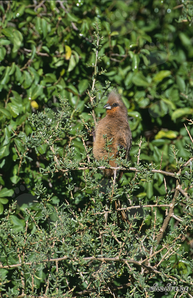 Uccello pipistrello con ali brune nella fitta boscaglia dell'Africa