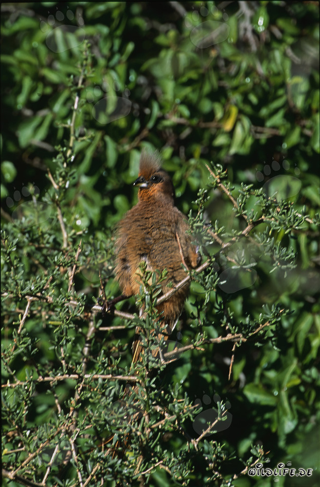 Ave murciélago de alas marrones en el Parque Nacional de Bontebok, Sudáfrica