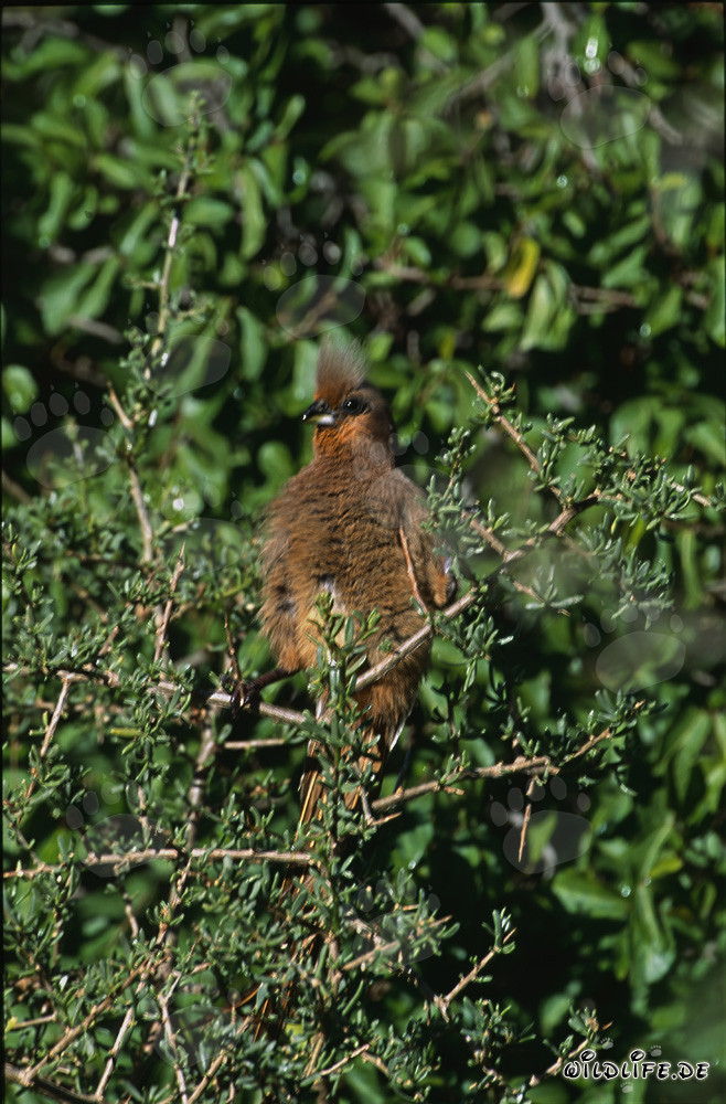 Braunflügelmausvogel