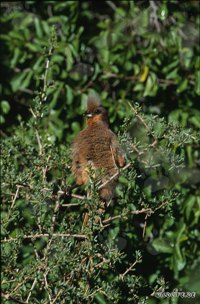 Speckled Mousbird in Bontebok National Park, South Africa