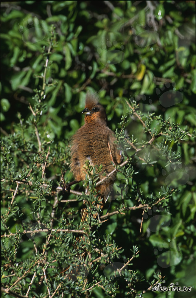Uccello pipistrello con ali marroni nel Parco Nazionale di Bontebok, Sudafrica
