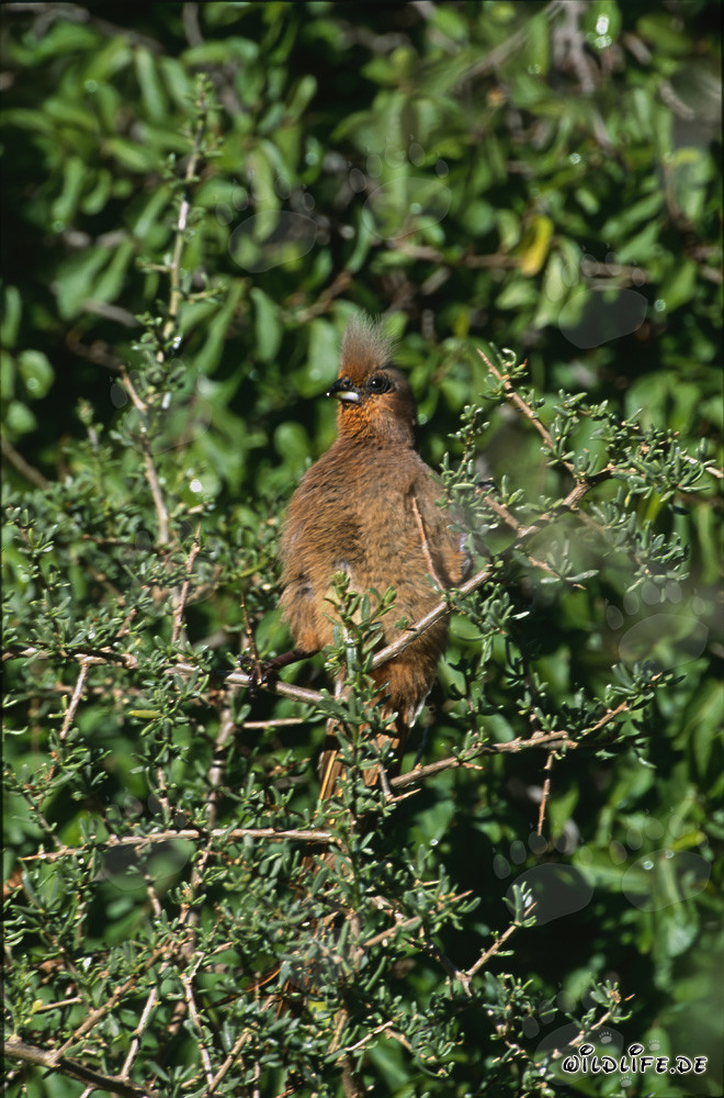 Braunflügelmausvogel