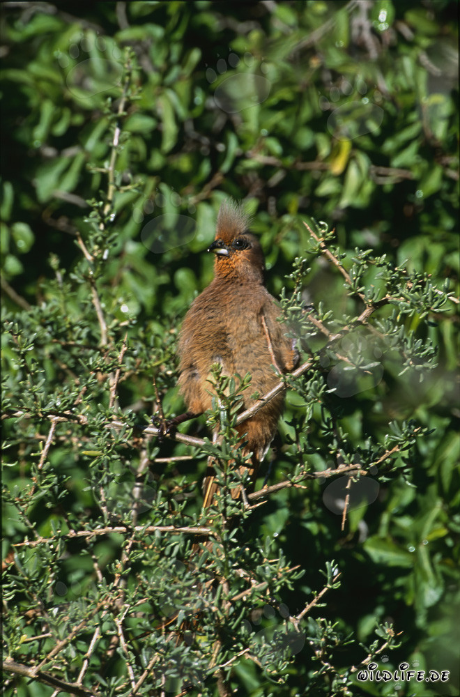 Oiseau-souris à ailes brunes dans le sous-bois épineux