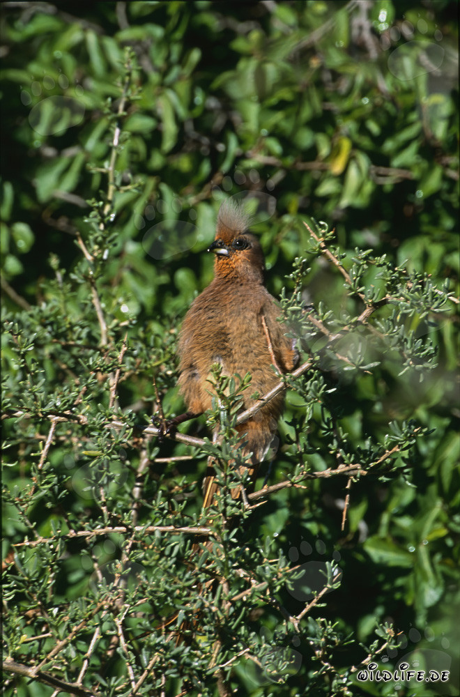 Speckled Mousbird in the Thorny Thicket