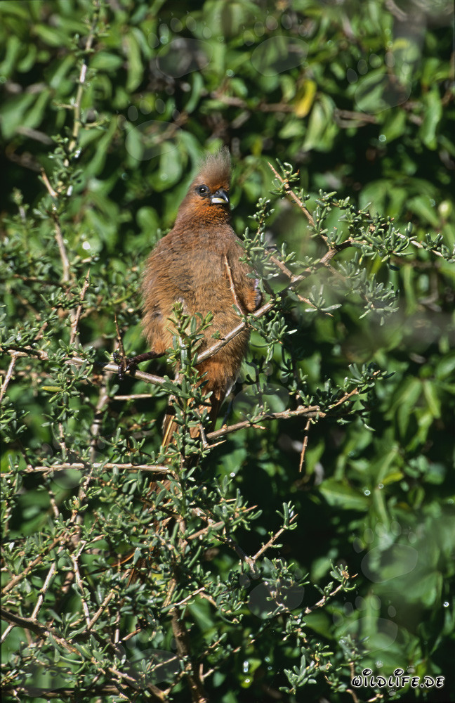 Braunflügelmausvogel