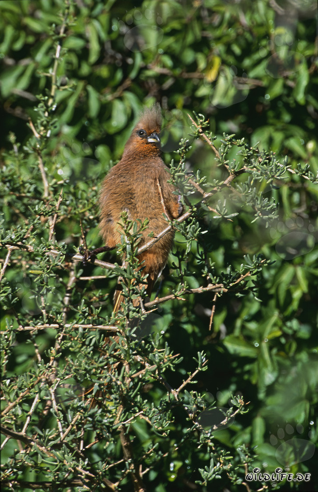 Oiseau-souris à ailes brunes dans les buissons épineux