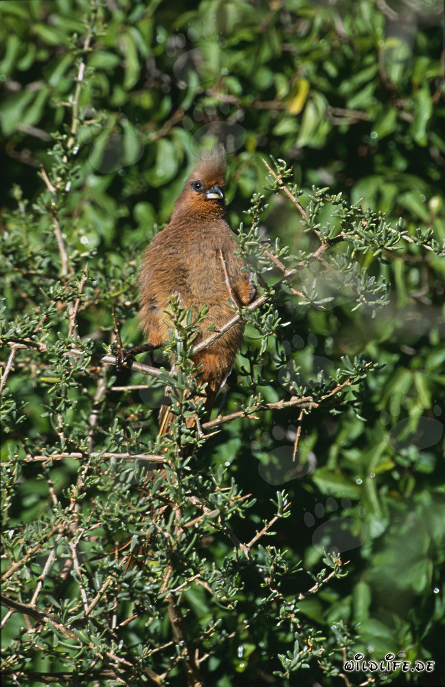 Speckled Mousbird in Thorny Bushes