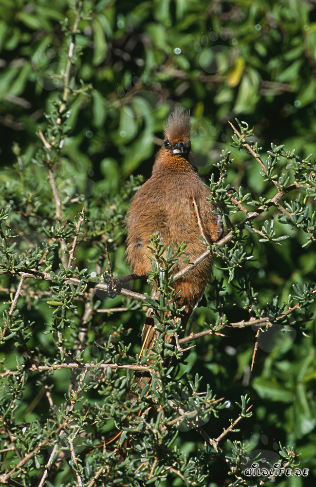 Braunflügelmausvogel