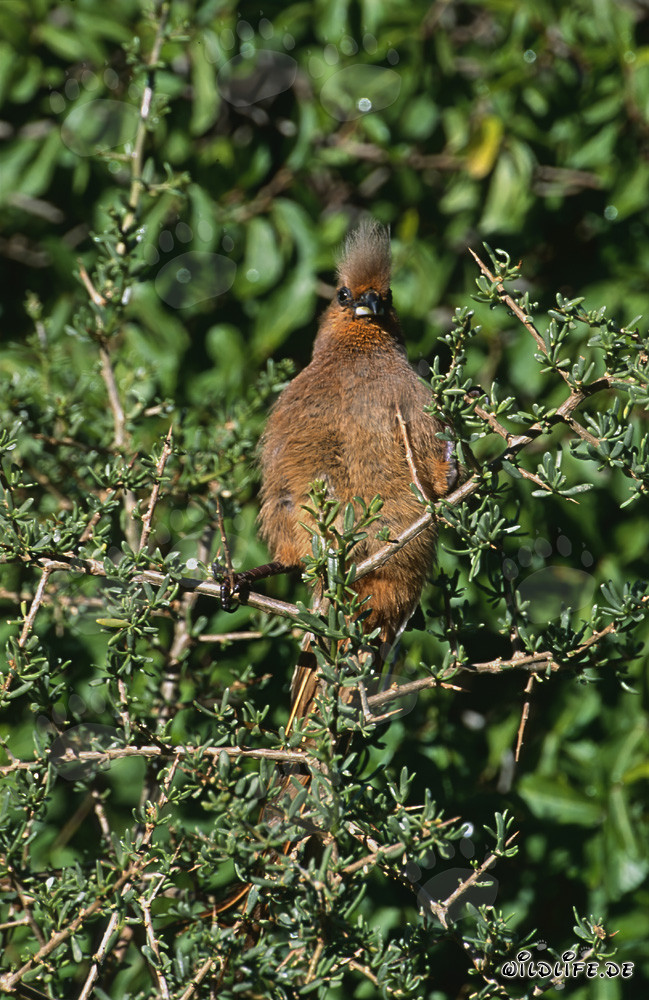 Brown Wing Mouse Bird in the Thick Bush