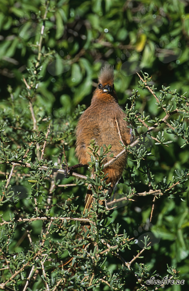 Oiseau-souris à ailes brunes dans un buisson dense