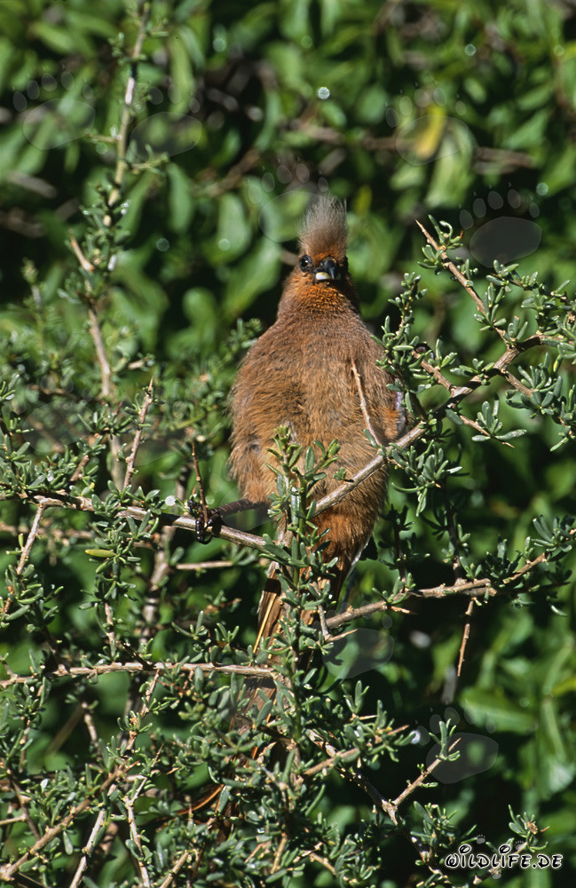 Pájaro ratón de alas pardas en un espeso arbusto