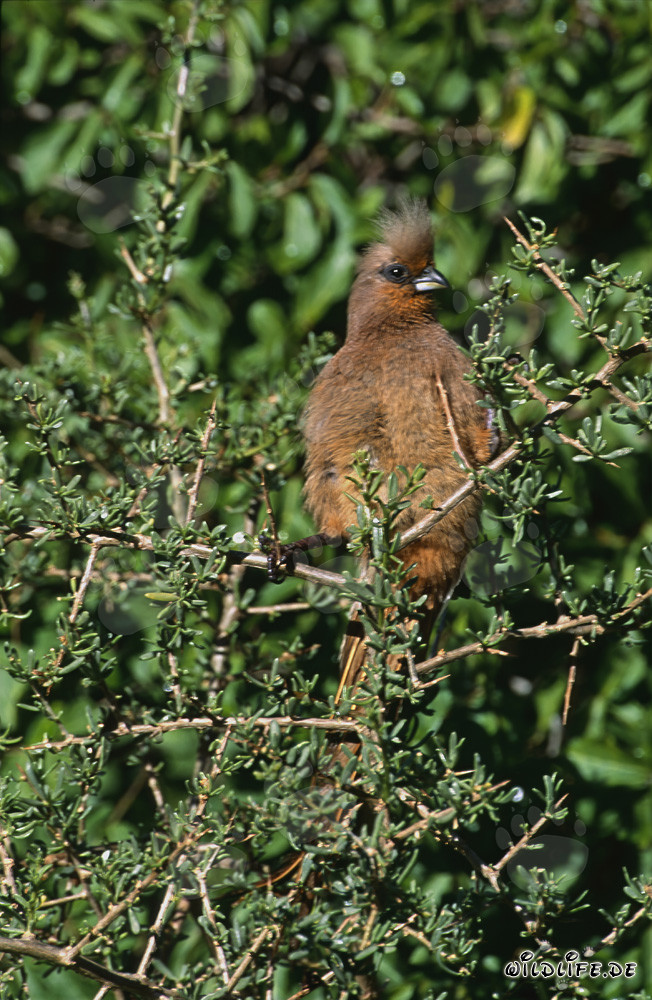 Braunflügelmausvogel