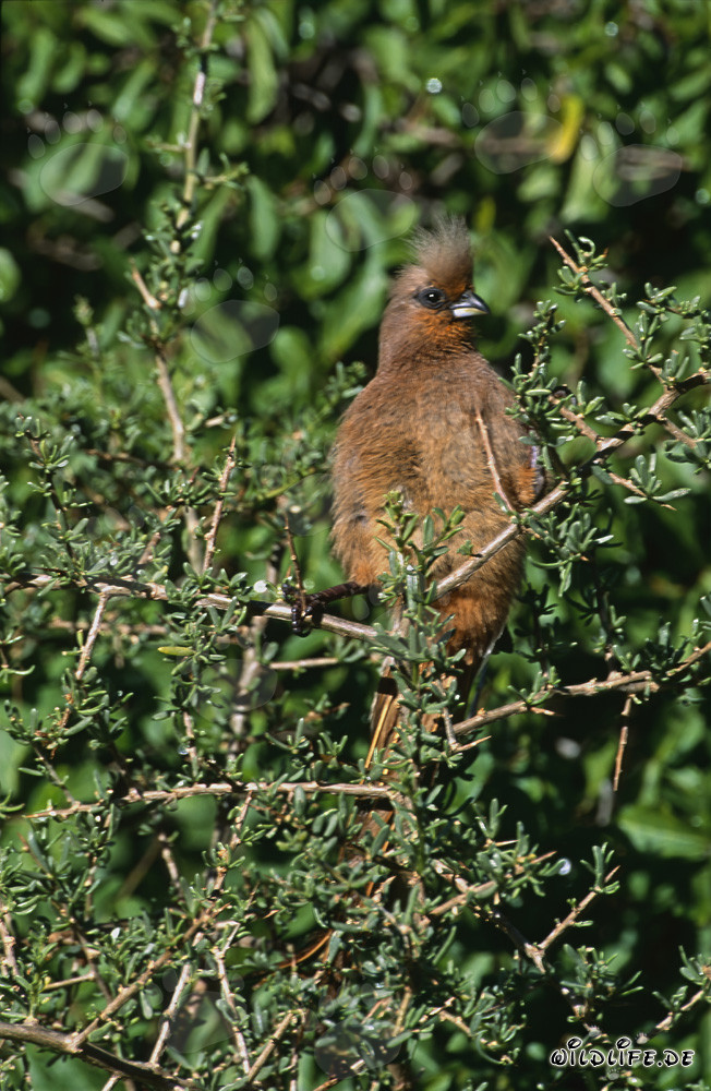 Oiseau-souris aux ailes brunes dans la dense végétation d'Afrique